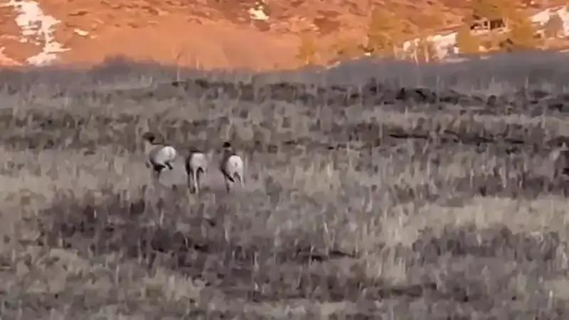 Наблюдение за архарами в Каркаралинском нацпарке: как это событие может повлиять на сохранение редких видов и экотуризм в регионе {city2}