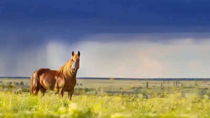 Стихия на подходе: Казахстан готовится к мощным ливням и шквалам, угрожающим урожаю и инфраструктуре {city2}