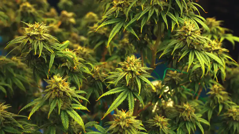 Сенат Казахстана обсуждает новые поправки: кто будет определять сорта конопли и как это повлияет на закон о наркотических веществах? {city2}