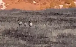 Наблюдение за архарами в Каркаралинском нацпарке: как это событие может повлиять на сохранение редких видов и экотуризм в регионе