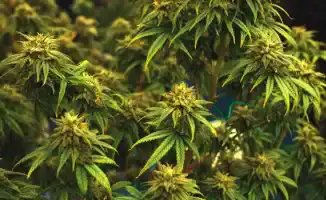 Сенат Казахстана обсуждает новые поправки: кто будет определять сорта конопли и как это повлияет на закон о наркотических веществах?