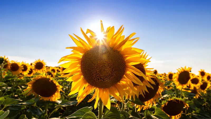 Казахстан готовится к аномальной жаре: как антициклон повлияет на повседневную жизнь граждан {city2}