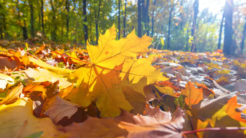 Казахстанцы готовятся к резкому перепаду температур: синоптики предупреждают о холодах и заморозках в пятницу, 26 сентября {city2}
