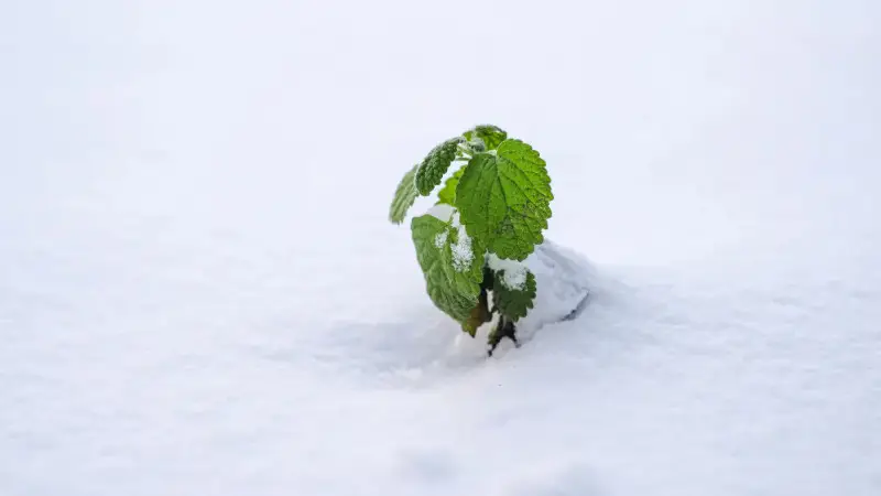 Снегопад в Казахстане: кто окажется под ледяным покрывалом? {city2}