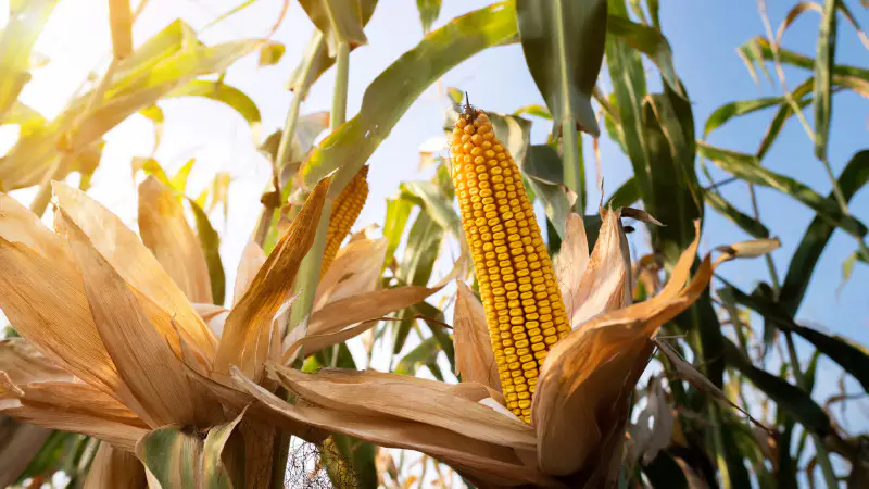 Осень в Казахстане: жара, как последний танец лета, под аккомпанемент гроз и ветра {city2}