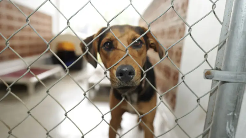 Казахстан: зоозащитники против 'таймера' для животных {city2}