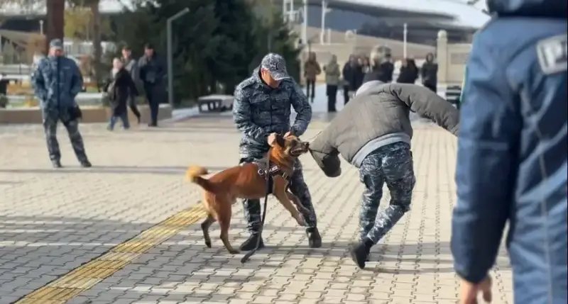 Четыре лапы на страже закона: полицейская собака завоевала сердца студентов Жетысу {city2}