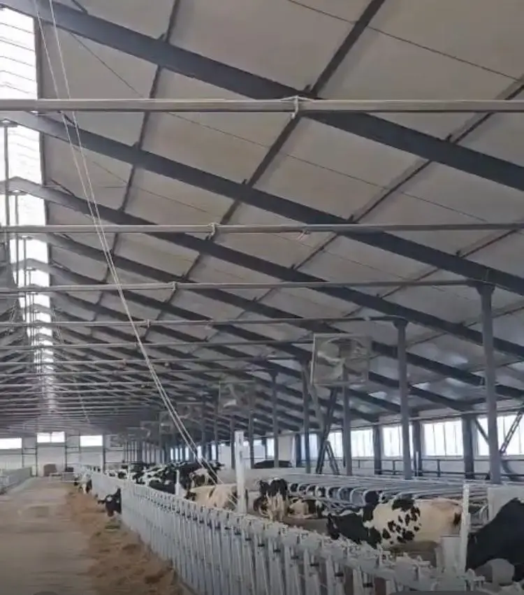 Павлодарская область делает шаг к международным стандартам молочного животноводства с поставкой племенных телок из Дании {city2}