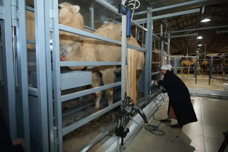 Верблюжье молоко в Мангистау: новый цех на волне инноваций {city2}