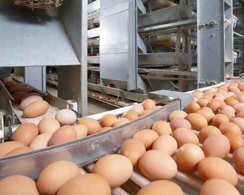 незаконный ввоз куриных яиц из России в Казахстан {city2}