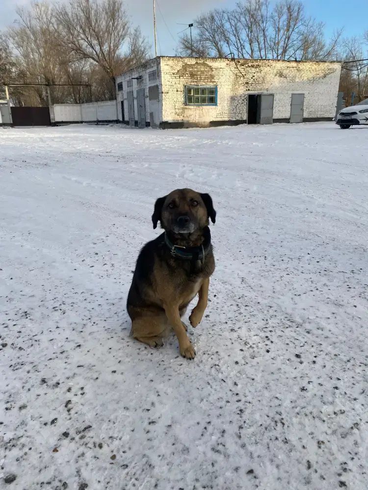 Хатико по-павлодарски: трогательная история о верности и надежде (2)
