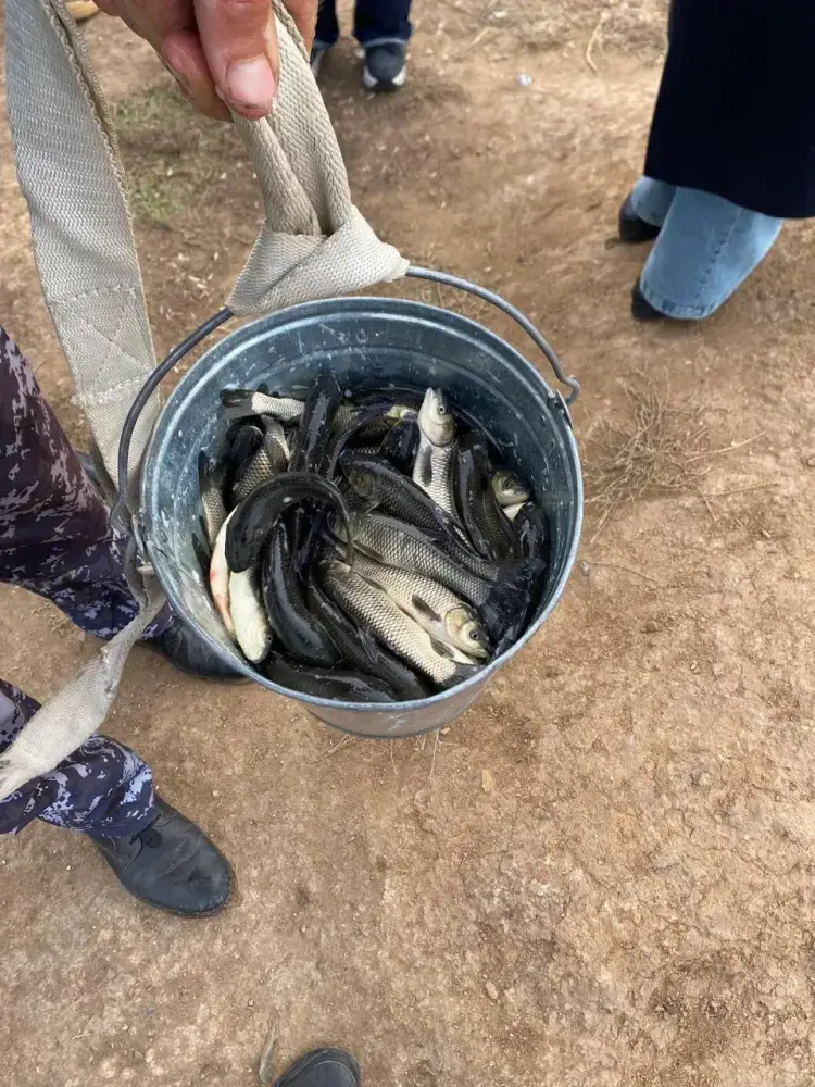 Есиль наполняется жизнью: более 237 тысяч белых амуров выпущены в реку {city2}