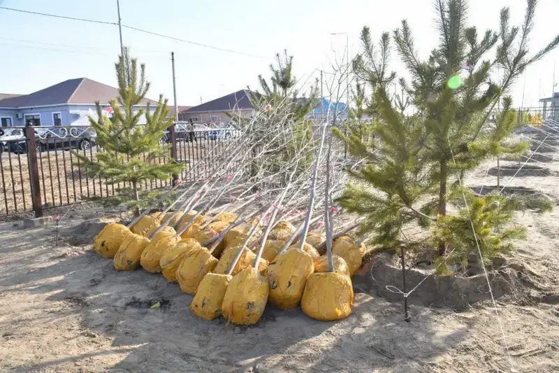 Атырау: 4 тысячи деревьев для зелёного будущего! {city2}