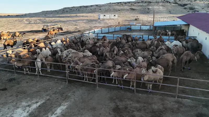 Нурдаулет Килыбай посетил автоматизированный цех в Мангистау {city2}