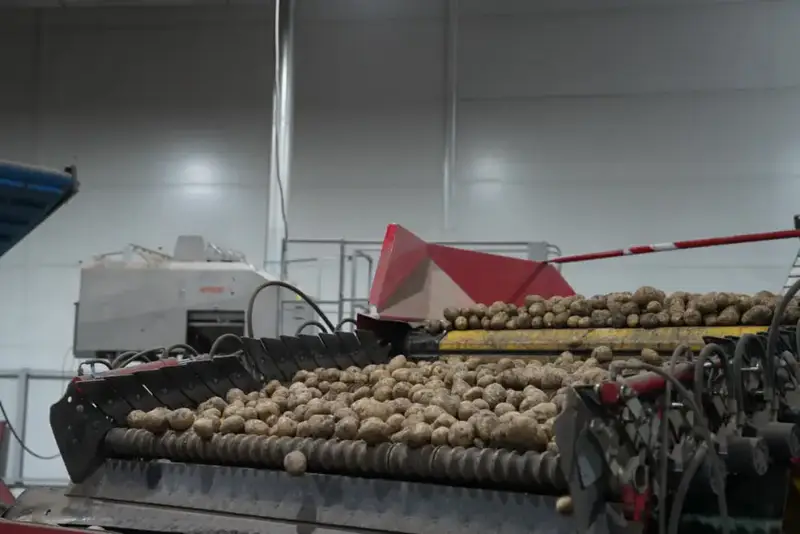 Рост потребления лука и картофеля в Казахстане {city2}