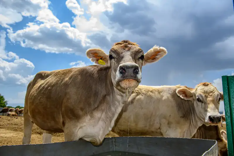 В Ескельдинском районе Жетісу на 1700 гектарах земли применяются влагосберегающие технологии (9)