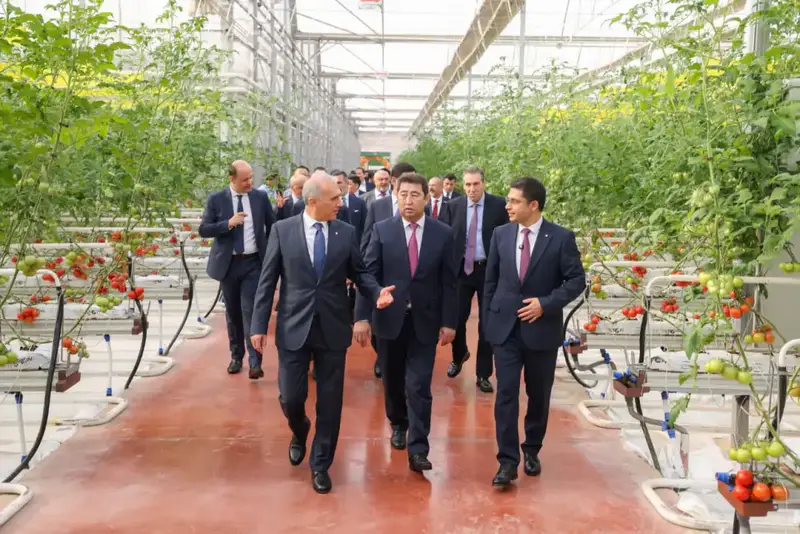 Первый урожай томатов собран в тепличном комплексе «Alsera KZ» в Шымкенте {city2}