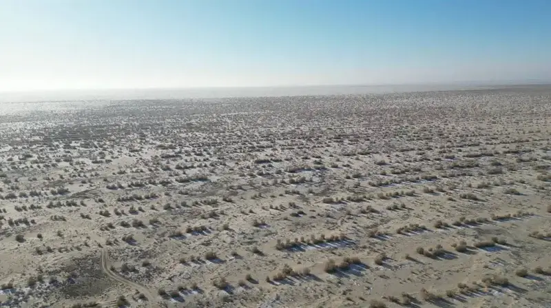 Восстановление природы: посадка саксаула на дне Аральского моря продолжается {city2}