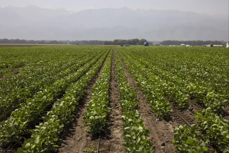 Финансирование сельского хозяйства в Алматинской области {city2}