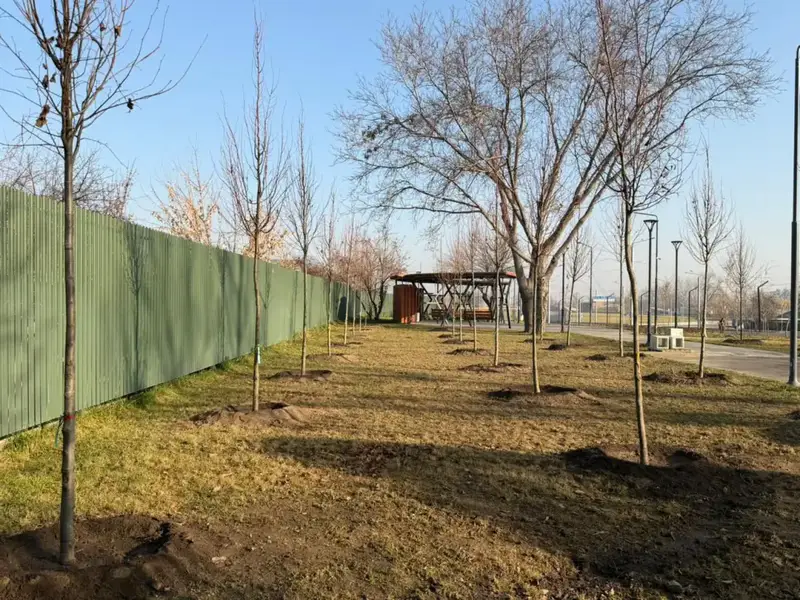 «Таза Қазақстан»: в Алматы продолжается озеленение развязки Сейфуллина–Жансугурова (3)