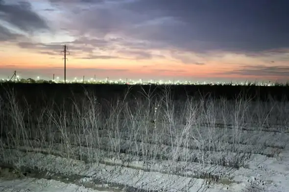 В Туркестане открыли питомник на 10 га для увеличения зеленых насаждений {city2}