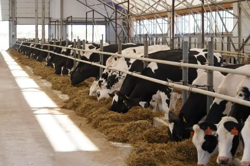 Сельхозпродукцию на 1 триллион тенге произвели в Акмолинской области (3)