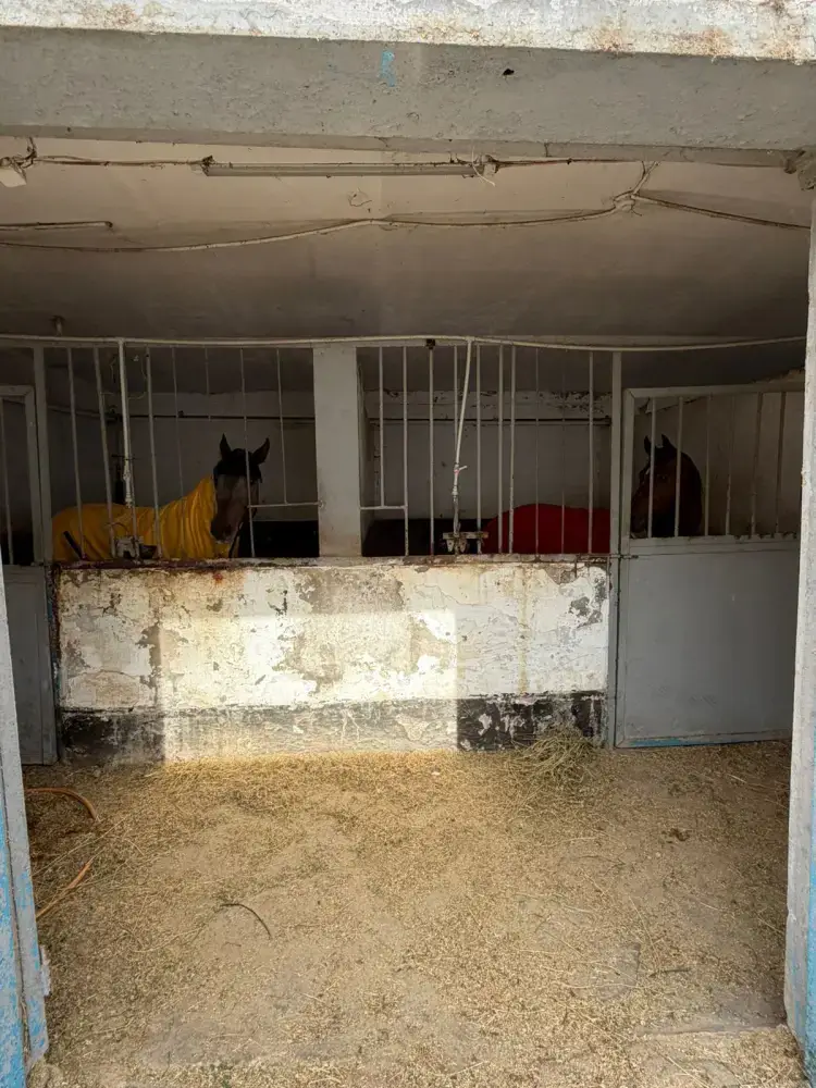 Решение для размещения лошадей в Алматы на зимний период {city2}