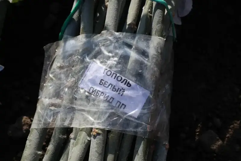 Посадка более 500 деревьев в Алматы на территории школы в рамках проекта Келешек мектептері {city2}