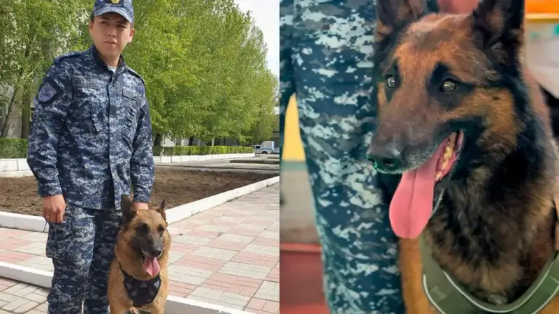 Раскрытие преступлений с помощью служебных собак в Павлодарской области {city2}