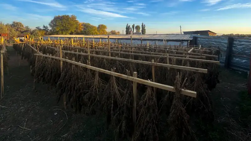 Рост усилий по борьбе с наркотрафиком: результаты операций Комитета национальной безопасности {city2}