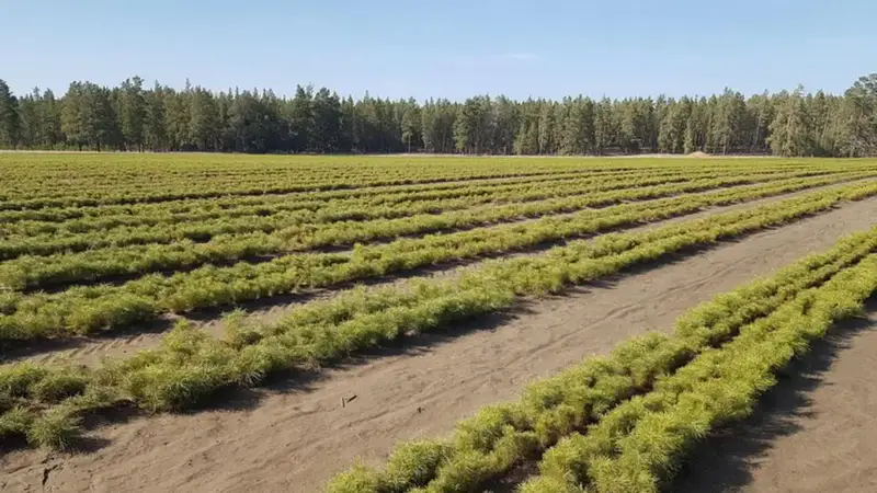 Озеленение и восстановление лесов в Карагандинской области {city2}