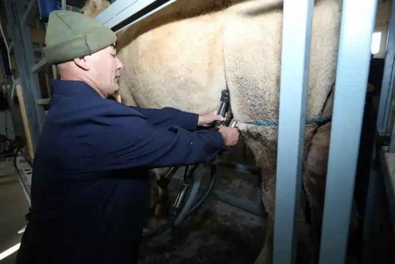 Современный цех по производству верблюжьего молока открылся в Мангистауской области (2)