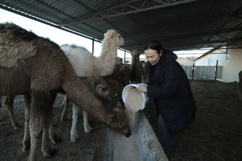 Нурдаулет Килыбай ознакомился с работой первого в Казахстане автоматизированного цеха по доению верблюдов. (2)