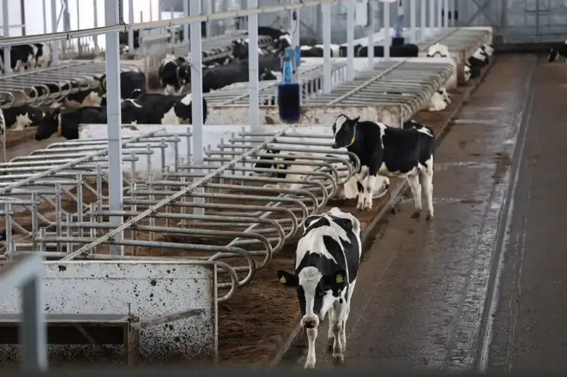 Цифровая ферма в сердце Акмолинской области: в Аккольском районе появились роботы-дояры (4)