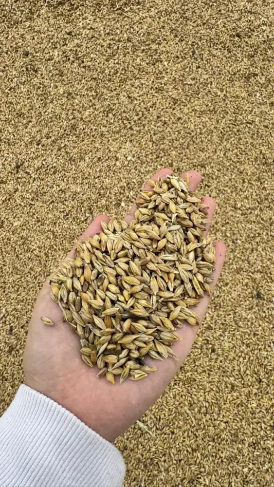 Глубокая переработка зерновых культур как фактор агропромышленного роста в Казахстане {city2}