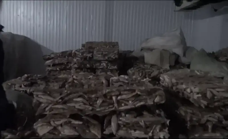 Незаконный экспорт 75 тонн филе судака из Кызылординской области в Европу {city2}