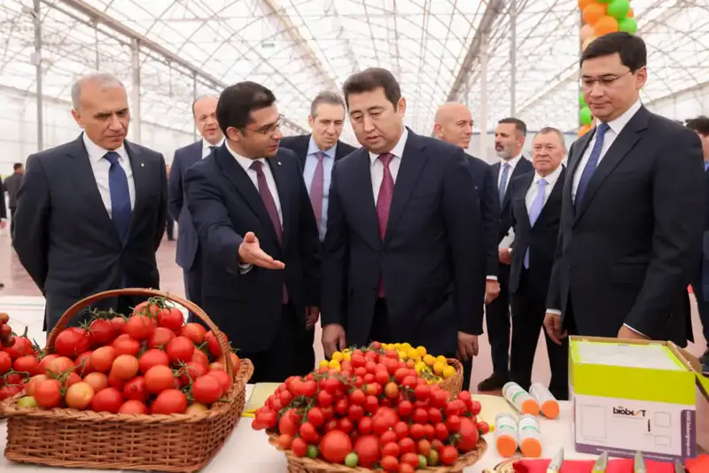 В ШЫМКЕНТЕ ПОЛУЧИЛИ ПЕРВЫЙ УРОЖАЙ ТОМАТОВ В ТЕПЛИЧНОМ КОМПЛЕКСЕ «ALSERA KZ» (7)