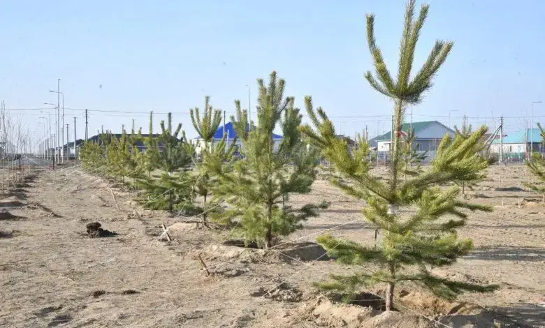 В Атырау в рамках осенней кампании по озеленению высажено около 4 тысяч молодых деревьев (2)