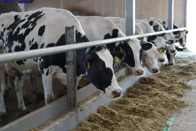 Рост экспорта животноводческой продукции в Казахстане: новые возможности для местных производителей и расширение международных связей {city2}