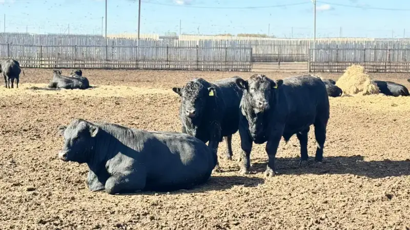 Изменения в правилах субсидирования животноводства: поддержка отечественных производителей и повышение качества продукции {city2}