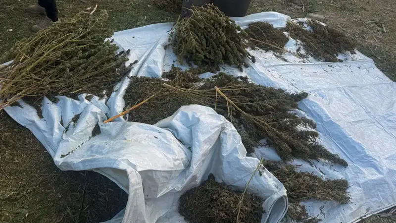 О мерах по противодействию незаконному обороту наркотиков (2)