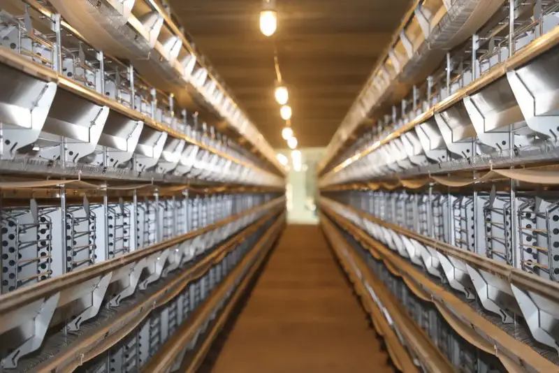 ТУРКЕСТАН: В САРЫАГАШСКОМ РАЙОНЕ РАЗВИВАЮТ ПТИЦЕВОДСТВО (2)