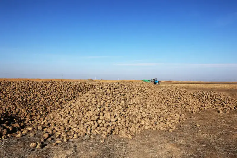 Ербол Карашукеев проверяет уборку сахарной свеклы в Меркенском районе {city2}