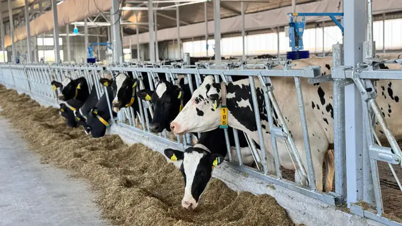 Казахстан собрал рекордные корма для зимы {city2}