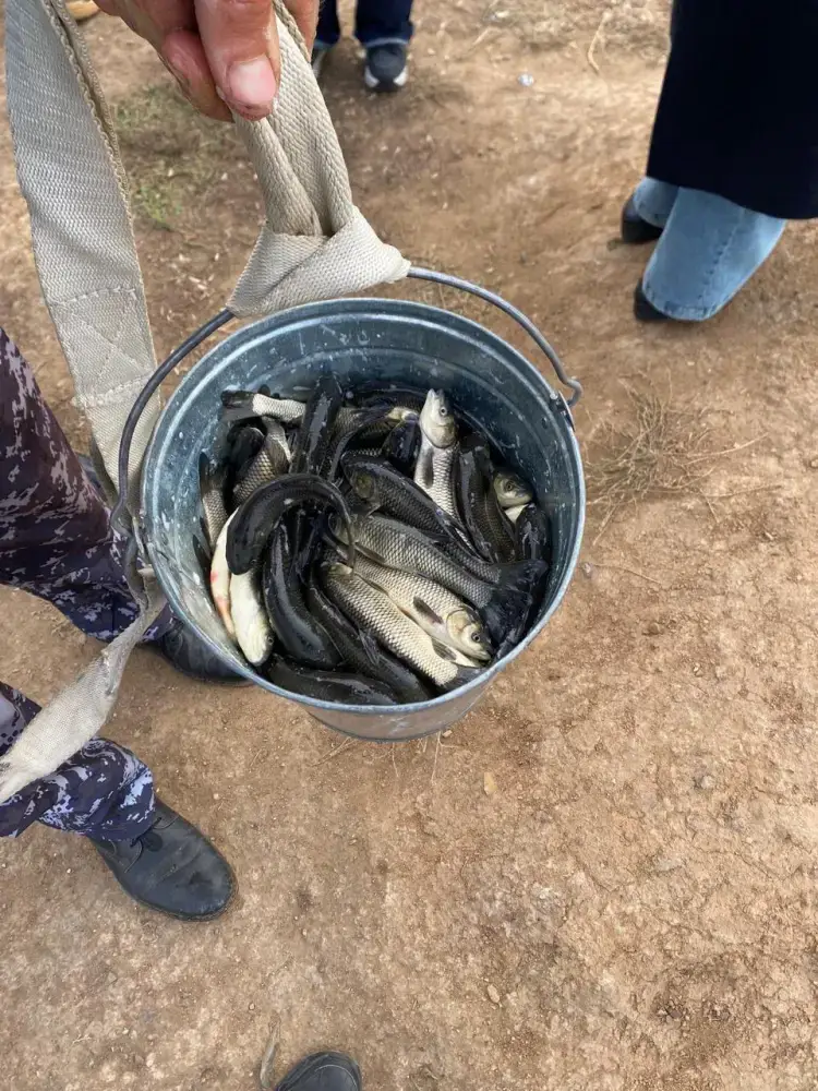 Река Есиль получила новый поток жизни: более 237 тысяч сеголеток белого амура {city2}