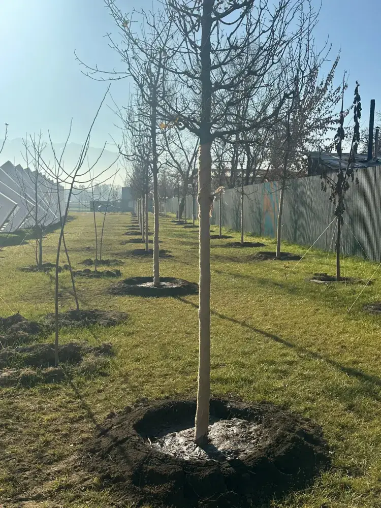 Алматы озеленяет: 800 новых саженцев в пути! {city2}