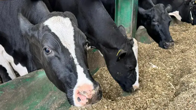 Новые правила субсидирования: значительное увеличение возможностей для племенного животноводства в 2025 году {city2}
