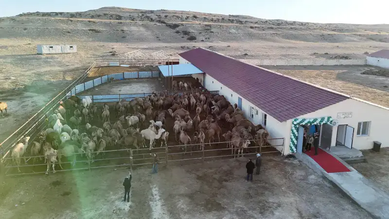 Нурдаулет Килыбай ознакомился с работой первого в Казахстане автоматизированного цеха по доению верблюдов. (4)