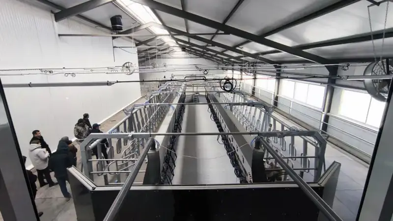 В Костанайской области запустили молочно-товарную ферму на 1200 голов (2)