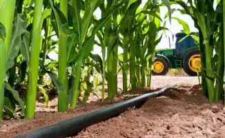 Кукурузный урожай Панфиловского района достиг 182,5 тыс. тонн